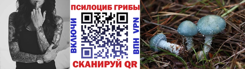 купить наркотики цена Почеп Псилоцибиновые грибы Cubensis